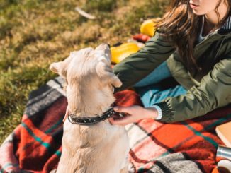 Ist Hundeerziehung mit speziellen Halsbändern sinnvoll und tiergerecht?