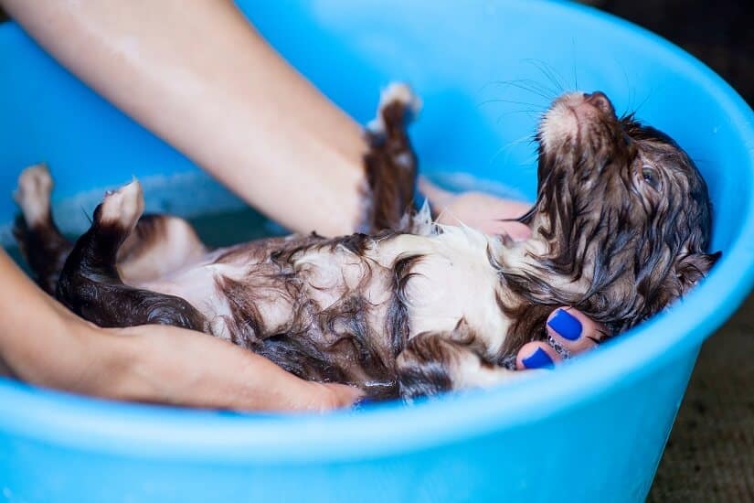 Hundeshampoo natürlich