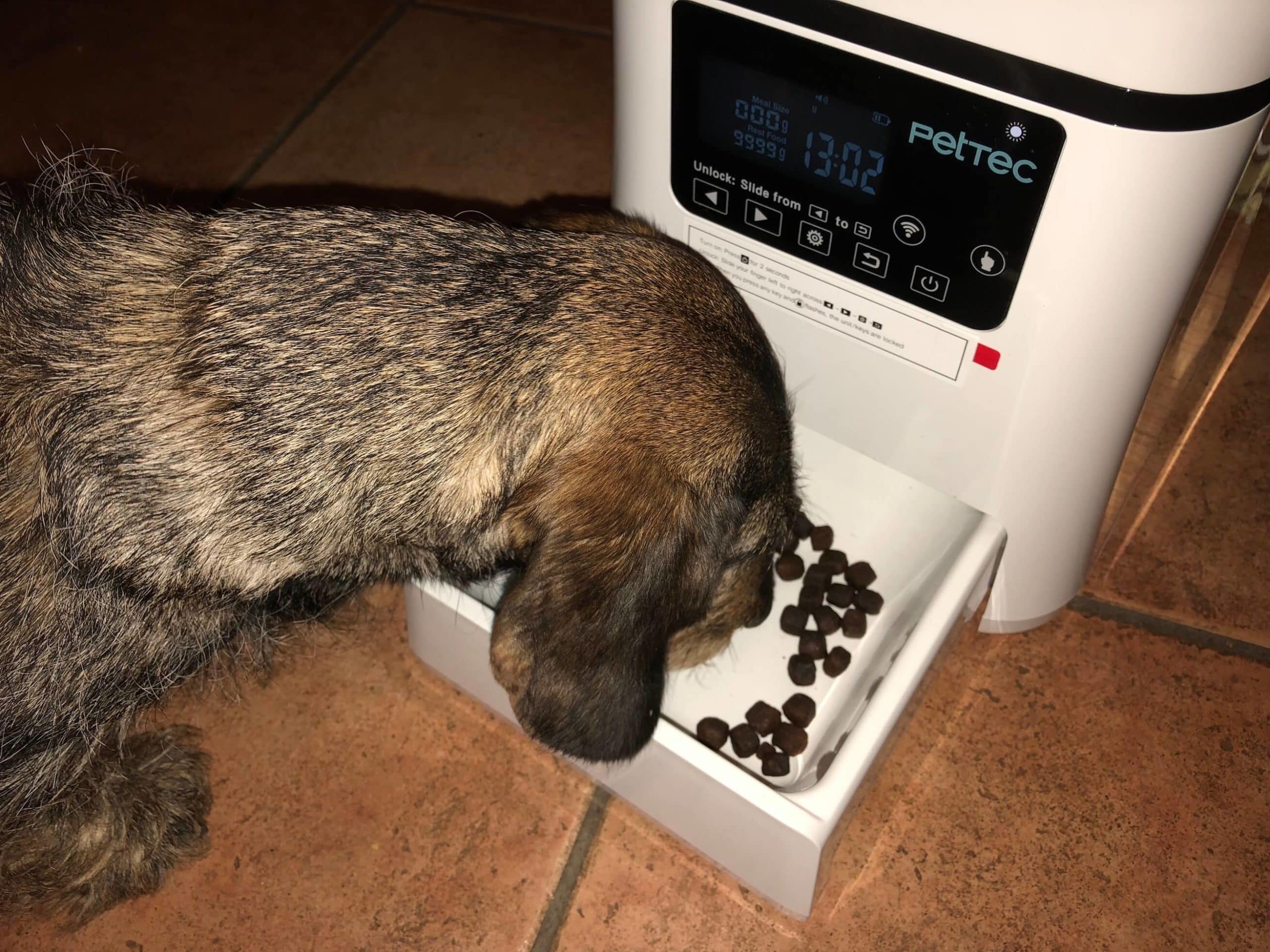 Max frisst aus dem Futterautomaten für Hunde