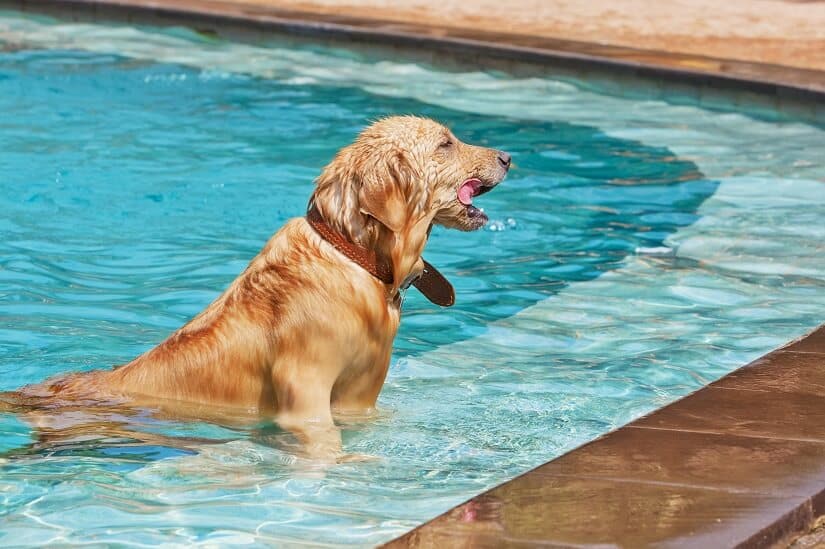 Schwimmen als Therapie zur Arthritis beim Hund