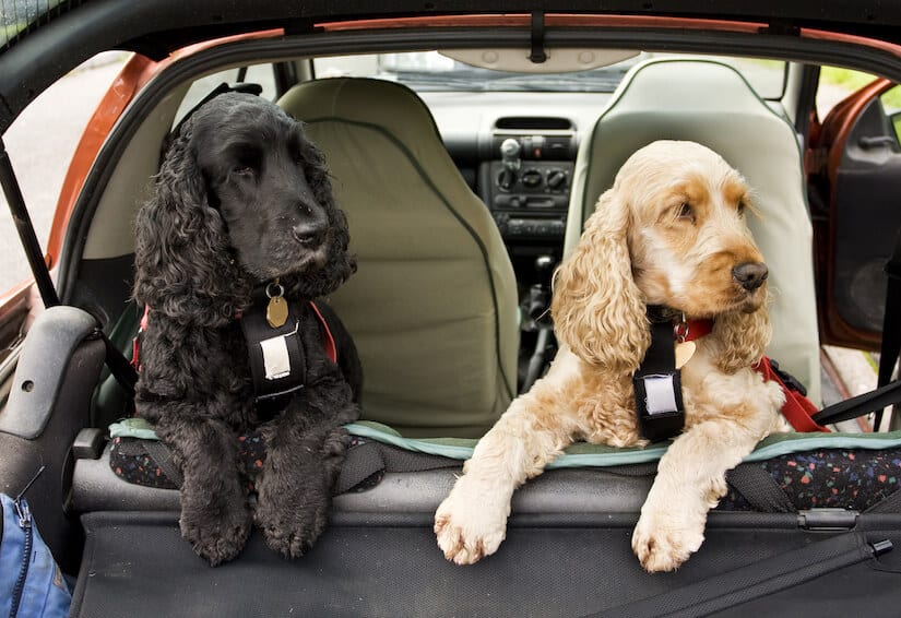 Zwei Cocker Spaniel auf der Rückbank auf einer Hundedecke für das Auto