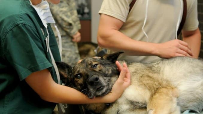 Viele Hunde haben Angst vor dem Tierarzt