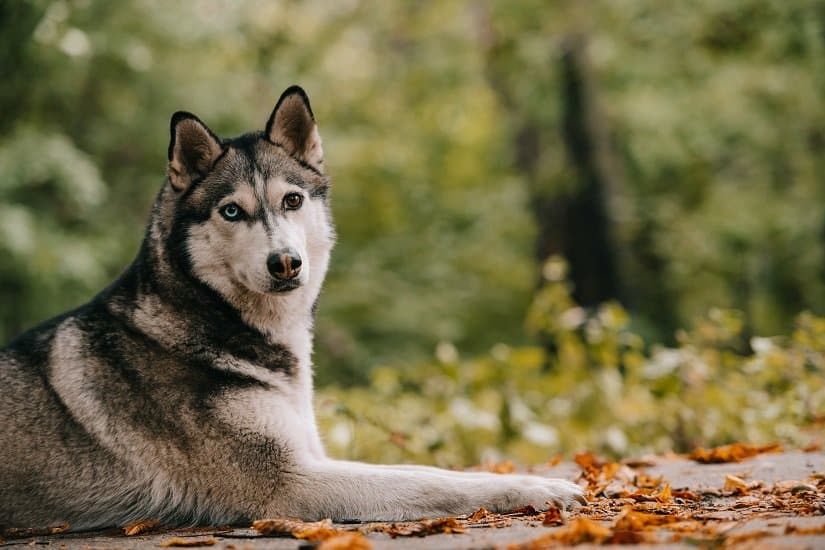 Der Siberian Husky • Unser Rassenportrait • Modern-Dogs.de