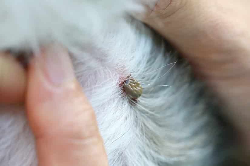 Die Nebenwirkungen der Zeckentablette für den Hund sollte man immer im Auge behalten...