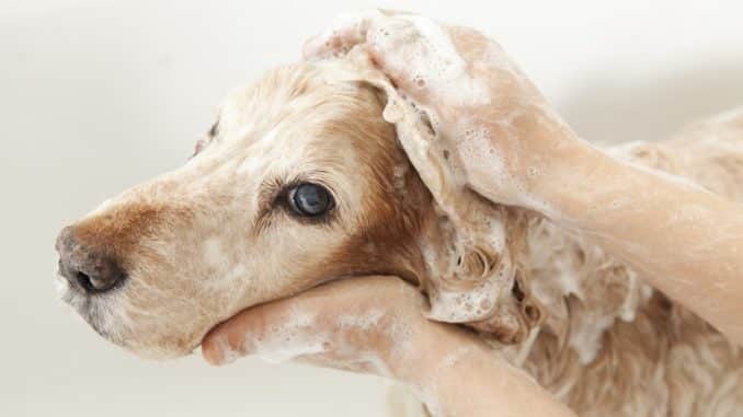 Flohshampoo für den Hund
