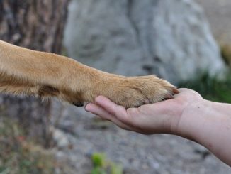 Beziehung zwischen Hund und Mensch