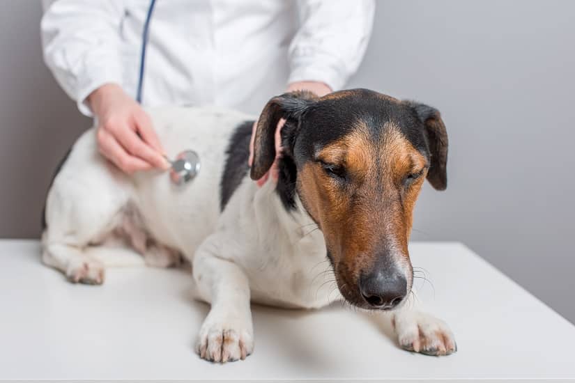 Hund mit Bauchweh wird untersucht beim Tierarzt