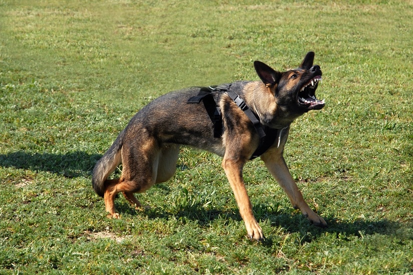 Hund in aggressiver Haltung
