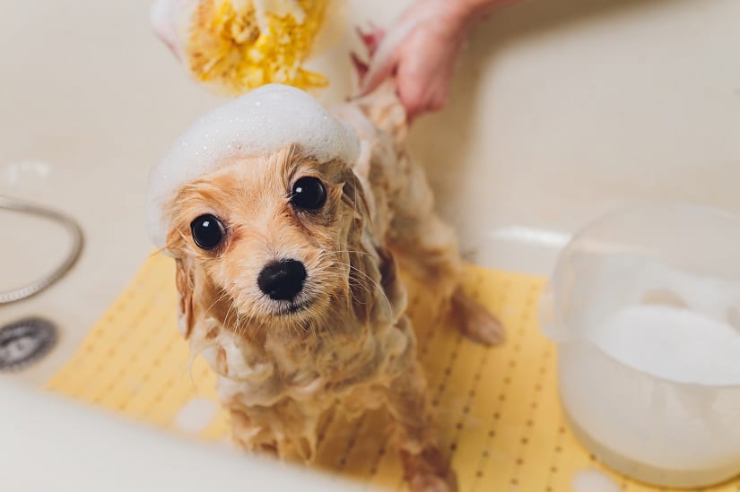 Hund in der Badewanne mit Antirutschmatte