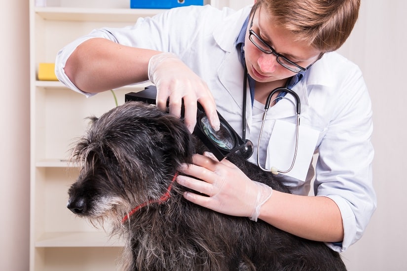 Hund wird auf Flöhe vom Tierarzt untersucht