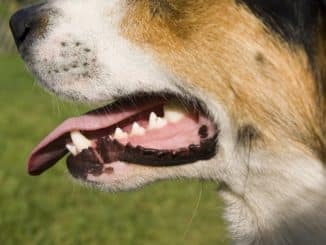 Ultraschallzahnbürste für den Hund – ein Must Have?