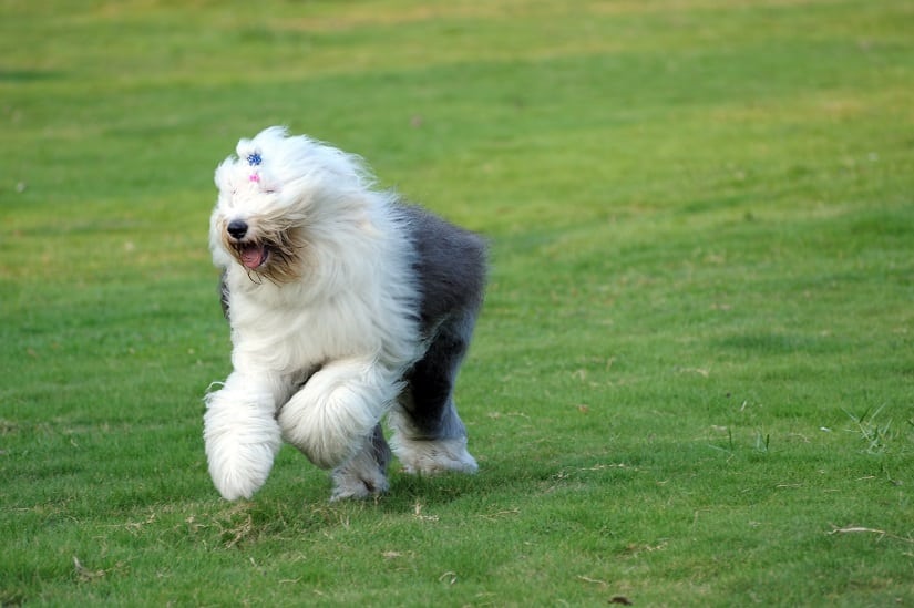 Ein Altenglischer Schäferhund rennt auf einer Wiese.